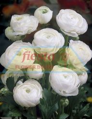 Ranunculus White 2.jpg